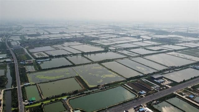 探访“中国河蟹养殖第一县”：“大闸蟹”铁定错过中秋，收购价格创近年新高