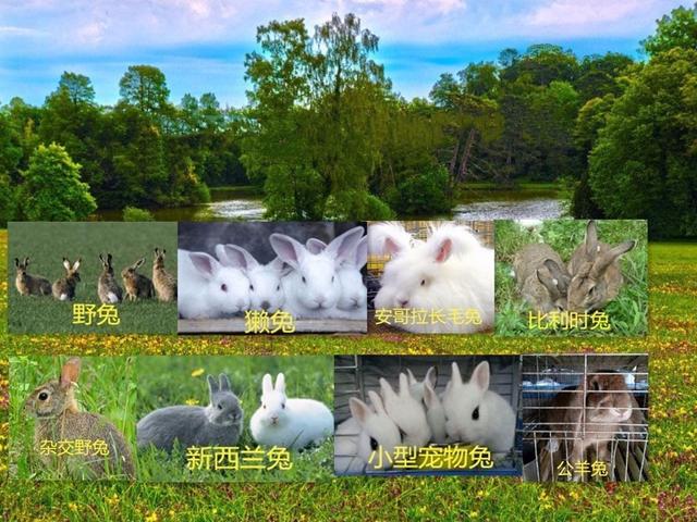 农村创业项目，有十亩地想散养野兔，可以试试看