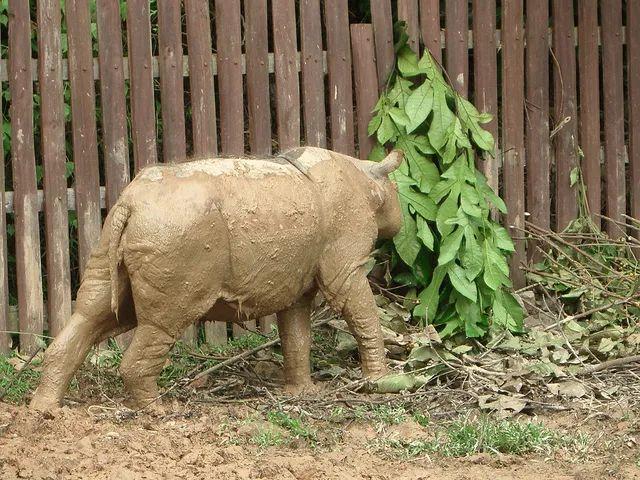 认识了这种犀牛200年，我们还不知道它吃什么