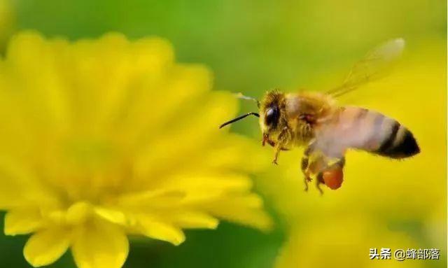 东北黑蜂具有中蜂和意蜂特点，为何没有大量推广？养殖区域是关键