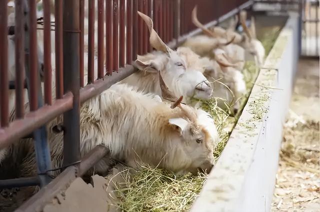 横山：特色养殖“羊”起致富风帆