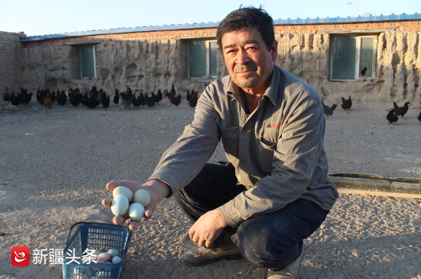 哈密两兄弟戈壁滩上养土鸡下“彩蛋” 一年鸡蛋能卖两万元