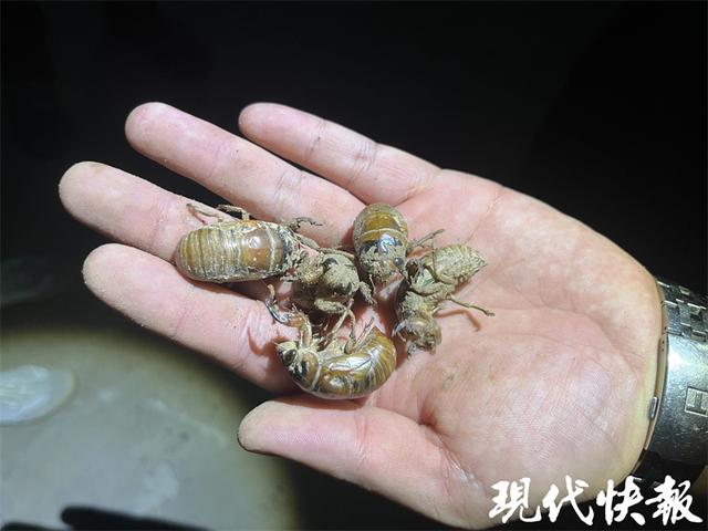 探访徐州“金蝉”养殖基地：村民树下“掘金”，月入数万元