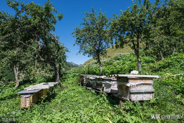 蜜蜂养殖，养100箱蜜蜂年收入能达到多少？20万也不高