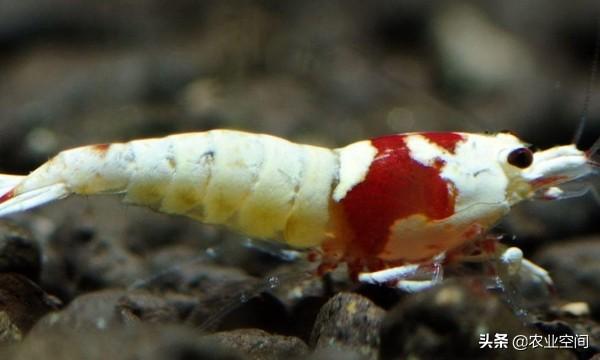 水晶虾是新物种，观赏价值极高，水晶虾的养殖需要注意什么呢？
