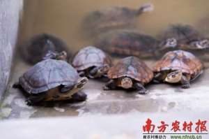 深圳龟养殖(走对路子就赚大钱广东这地方的人靠乌龟致富，有人一年赚千万)