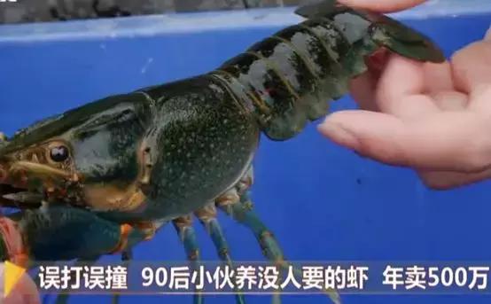 在广东也能养澳洲龙虾！90后年入500万