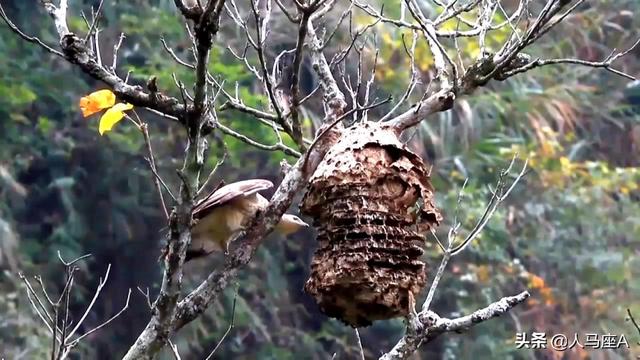 亚洲杀人大黄蜂入侵美国，长度近5cm毒性强，蜂蛹却可油炸可清蒸