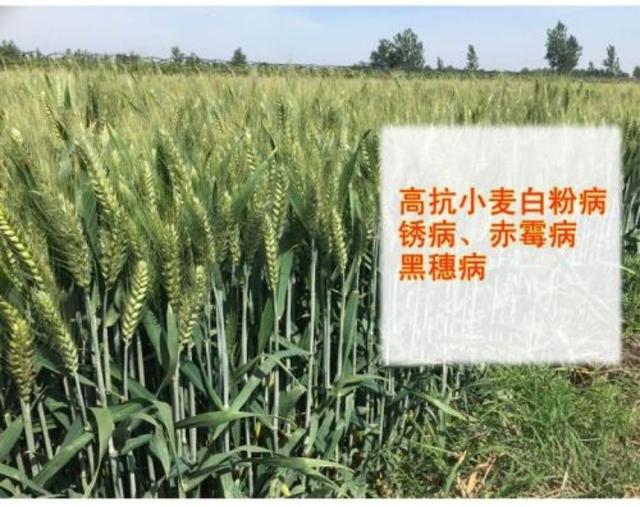 这套从实践中总结出来的小麦高产栽培技术，值得你收藏