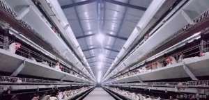 养殖蛋鸡设备(国外一种新型蛋鸡养殖设备，让鸡群维持22周95%的高产蛋率)