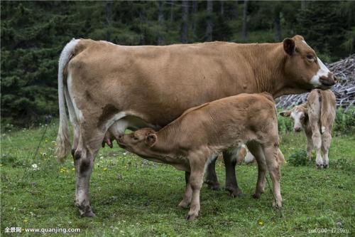 养黄牛的利润与成本，影响黄牛养殖成本的因素