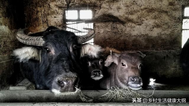 农村养殖牛，做好两个方面，注意这五点，养殖不是您想的那么难