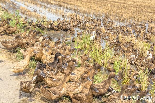 养殖的“合同陷阱”，合作养殖了6000多只鸭子，耗时耗力零利润