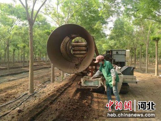河北冀州探索创新现代农业发展新模式 林下蚯蚓养殖“变粪为宝”