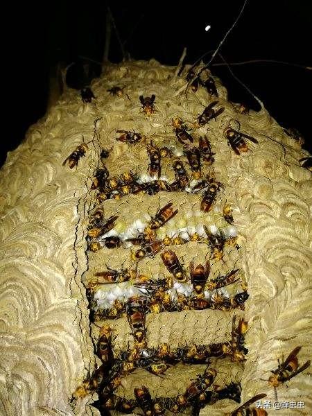 自学养胡蜂，如何第一次就养殖成功