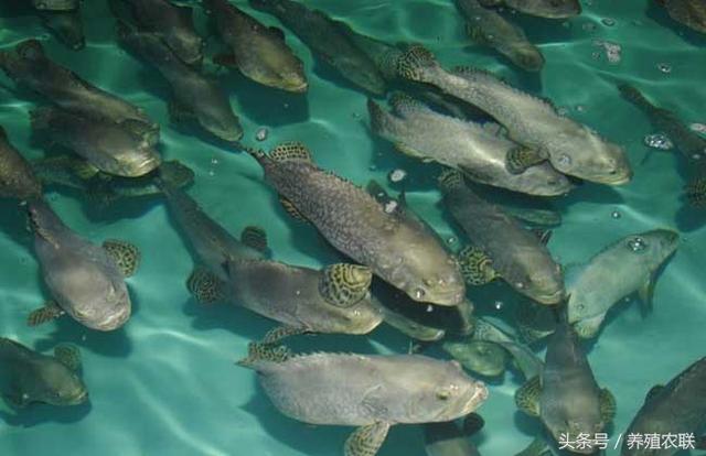 石斑鱼养殖成本及利润分析，特种鱼消费市场待开发