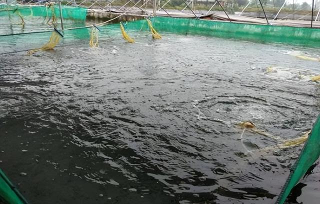 在麦穗鱼规模化繁育方面，掌握高效养殖技术要点，实现产量的提高