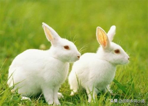 兔子的养殖技术要点及注意事项