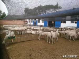 羊室内养殖法(圈养羊的经验分享)