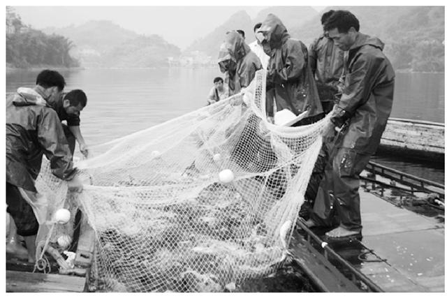 广西大化大头鱼资源利用及保护