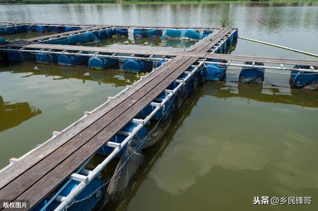 南方山区水库生态养殖罗非鱼技术：水域+网箱+规范管理，成就品质