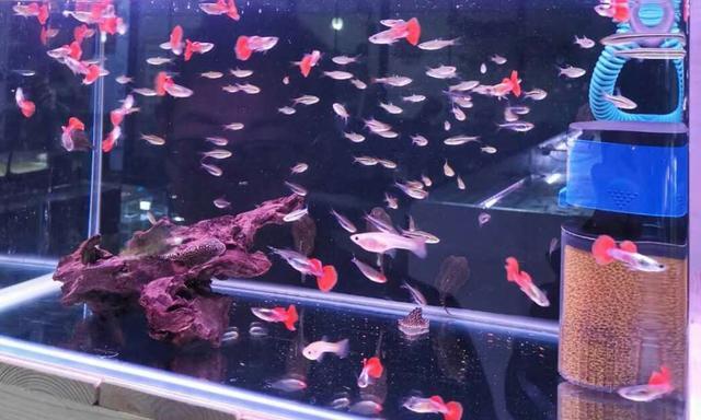 想要饲养红绿灯和孔雀鱼，如何详细操作，可以保证鱼缸水质？