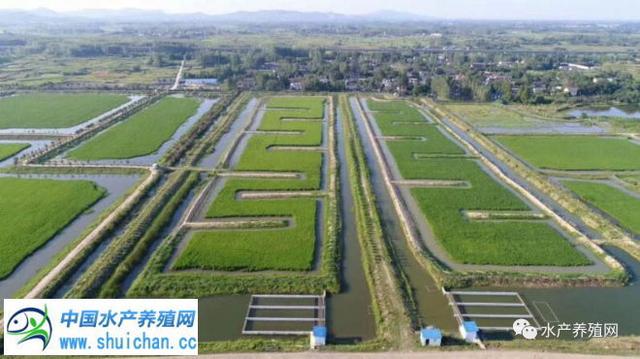 官方发布！安徽省稻渔综合种养面积超160万亩，养殖大户近5000家！