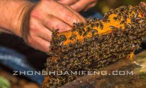 养殖蜜蜂的方法(蜜蜂的养殖技术要点)