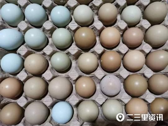乡村振兴｜安康最大的野鸡养殖场，年轻夫妇用勤劳编织“七彩”新生活