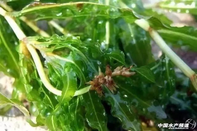 小龙虾养殖必备！6种常见水草，你了解多少？