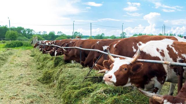 奶牛常见疾病防治要点，注意这几点，养殖少走一些弯路