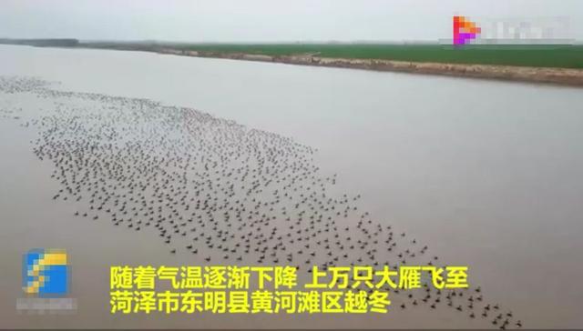 菏泽黄河滩现万雁齐飞壮景，10余万只大雁在此越冬，都是从哪来的