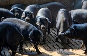 土黑猪大型养殖场(探访上海最大本土猪养殖场，崇明黑毛土猪又回来了)