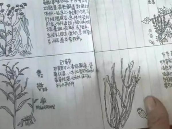 13岁学生偷偷手绘“本草纲目”，意外走红