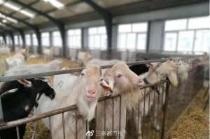 陕西省养殖厂(陕西绿能：亚洲最大规模奶山羊养殖基地)