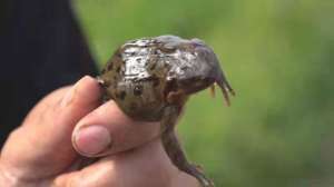 大棚林蛙养殖技术视频(视频｜莱州80后“蛙王”的致富经)