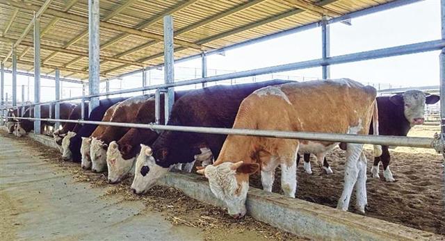 武威凉州：牛产业“牛气十足”