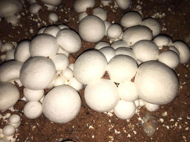 种植小小蘑菇，产值超过300万元