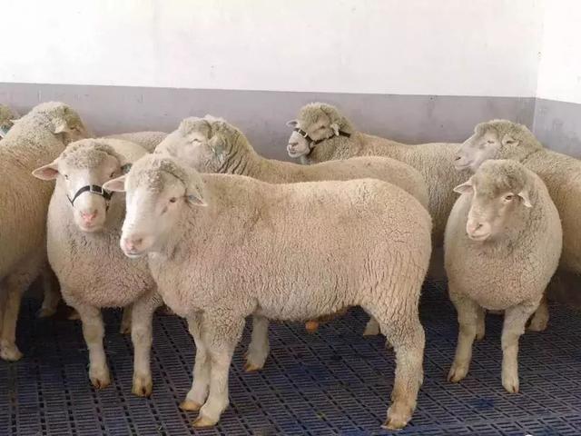 乾安志华种羊繁育有限公司——立金字招牌 打造肉羊领军企业