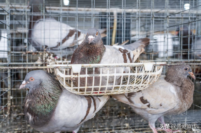 年产乳鸽200多万羽，贵港“鸽王”是这样炼成的！