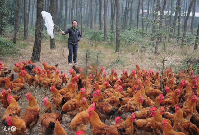 怎样才能养殖出生态鸡？除了环境要好，养殖过程最重要