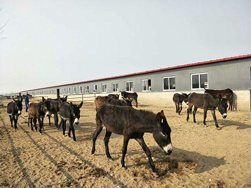 “阳原驴”养殖与特色产业相结合 拓宽贫困户增收渠道