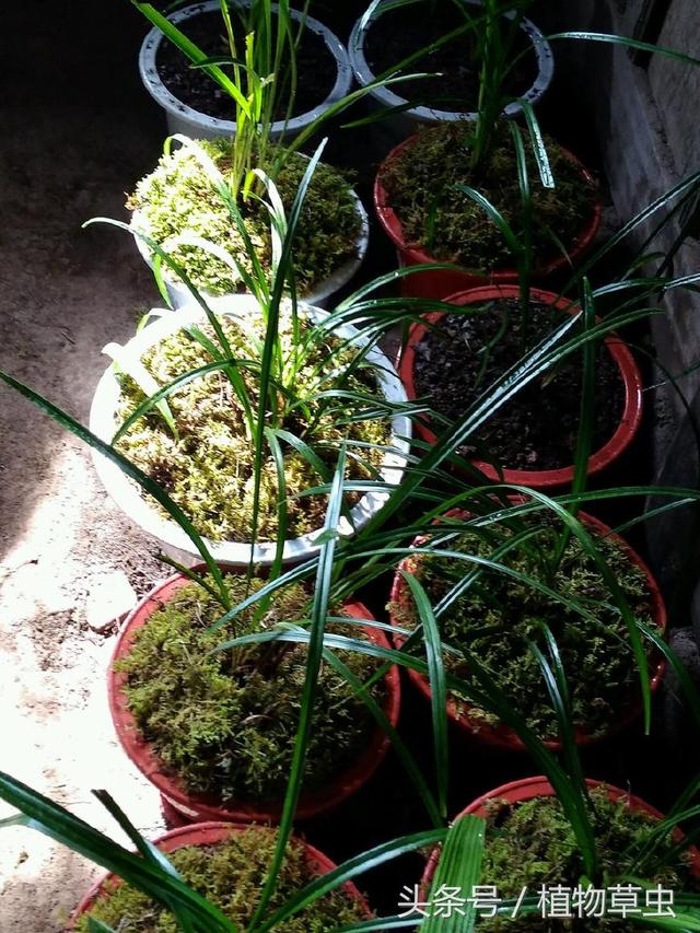 用水苔养兰花小盆栽的4种方式，水苔养兰花怎样预防烂根