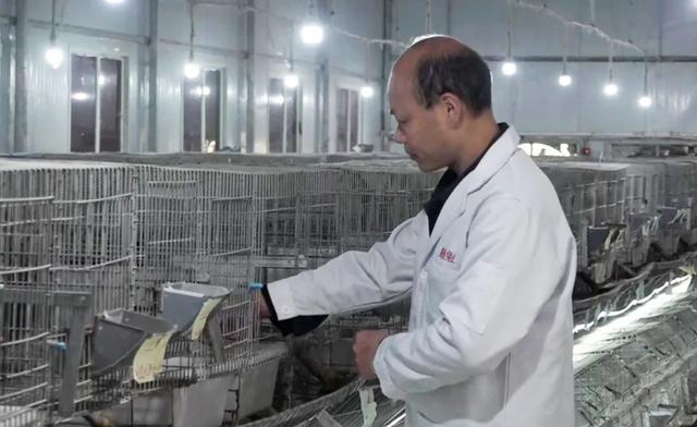 投资近2000万元，年均出栏15万只，安岳县元坝镇这个养兔场你知道吗？