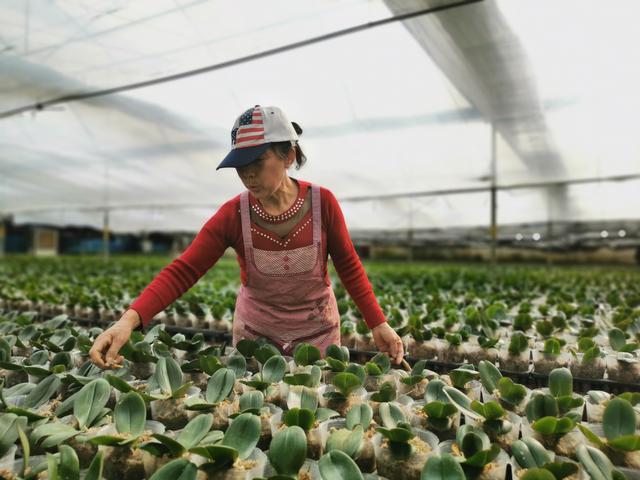 平顶山85后女子济源创业 高科技打造蝴蝶兰种植基地销往全国