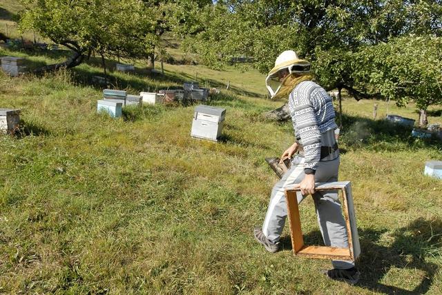 蜜蜂科学养殖技术，做好这3方面，养好蜜蜂指日可待