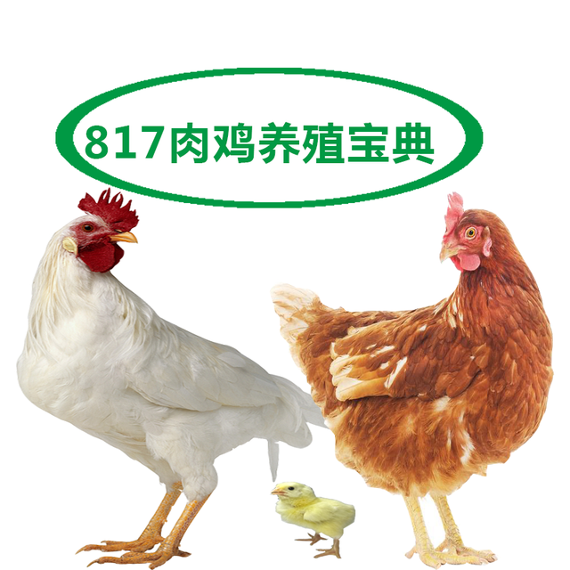 817肉鸡生产参数及生产性能表