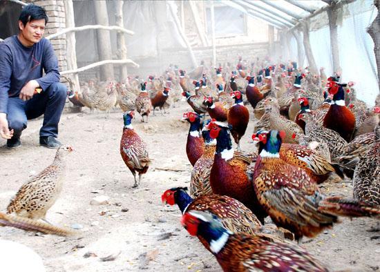 农村养殖户养殖野鸡需要办理什么手续？有没有国家补贴？