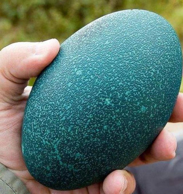 大学生返乡创业养鸸鹋寿命10年，3年成熟卖蛋一枚180，外表墨绿色