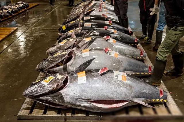 “海上金矿”，日本蓝鳍金枪鱼养殖大盘点，2021年“王者归来